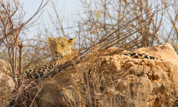 Tsavo Leopard